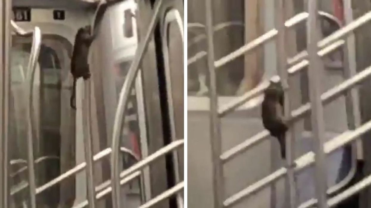 A Pole-Dancing Rat On The Subway Is Hilarious For Some—Nightmare Fuel For Everyone Else
