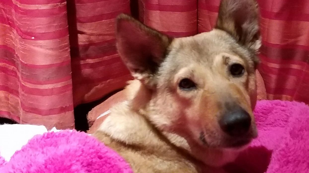 Dog Thrown From Balcony Rescued By Animal Lover Who Spent Over $5,000 To Save Them
