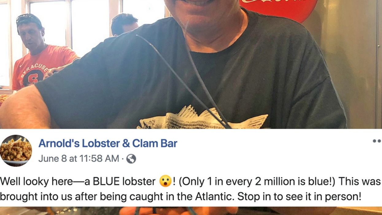 Massachusetts Restaurant Finds Rare Blue Lobster In Their Shipment