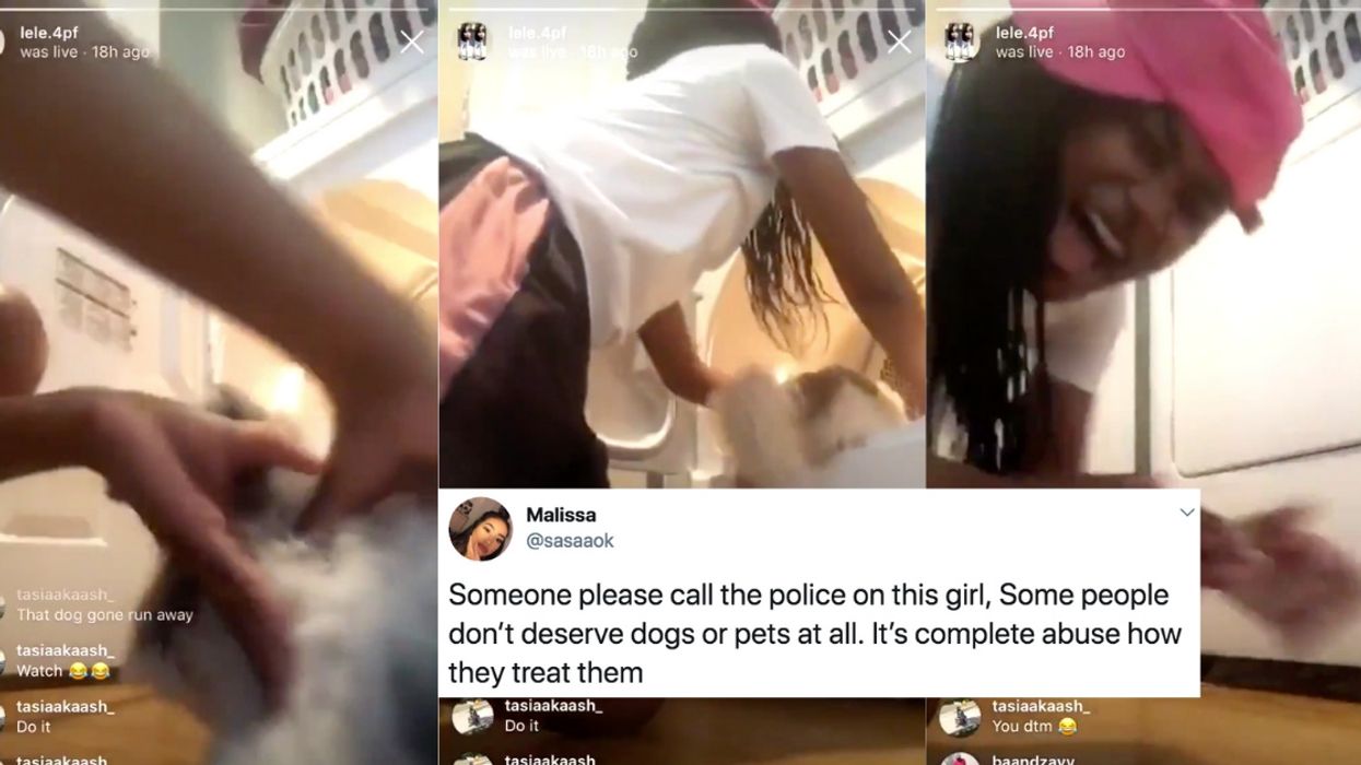 Texas Teen Livestreamed Herself Putting Her Dog In The Dryer And Turning It On