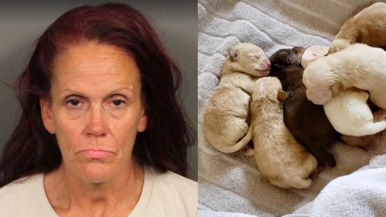 Coachella Woman Who Was Caught Throwing 7 Puppies In A Dumpster Sentenced To Jail Time