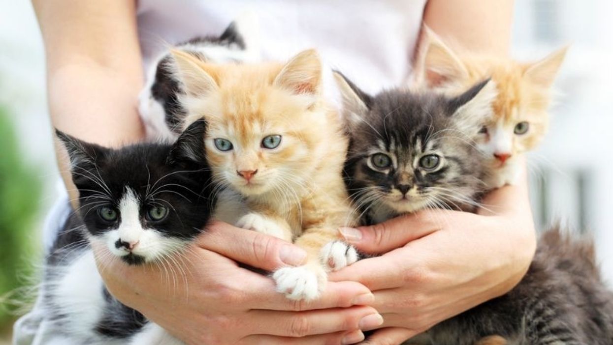 New Study Sheds Light On That 'Crazy Cat Lady' Stereotype
