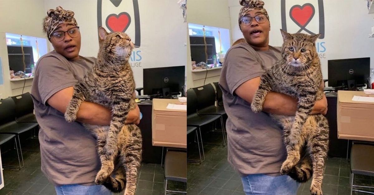 Very Large Cat Becomes So Popular Online That He Breaks Animal Shelter's Website