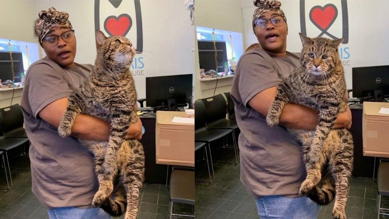 Very Large Cat Becomes So Popular Online That He Breaks Animal Shelter's Website
