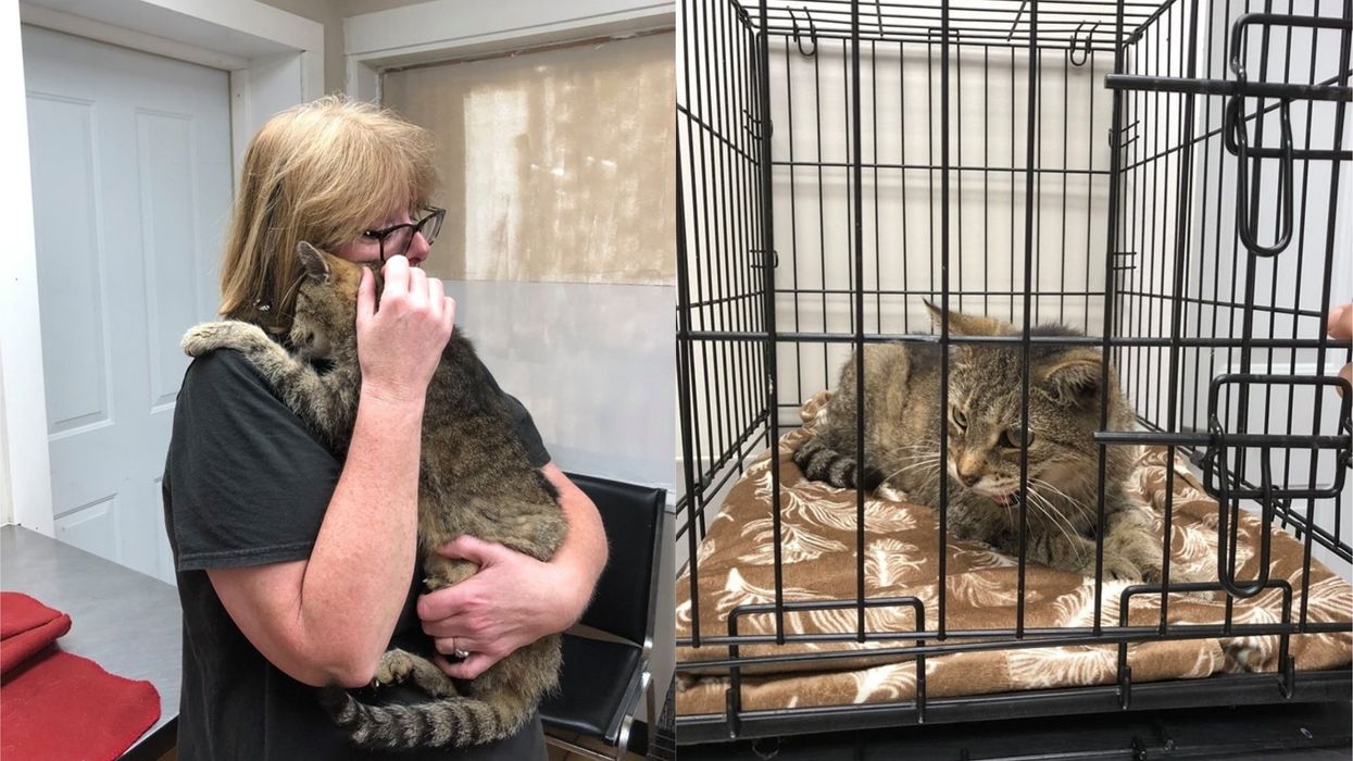 Pet Cat Who Went Missing For 11 Years Has Emotional Reunion With Owners