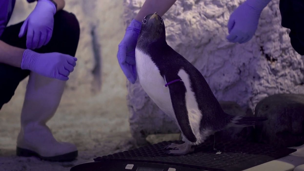 London Aquarium Will Raise Adopted Penguin Chick As Gender Neutral