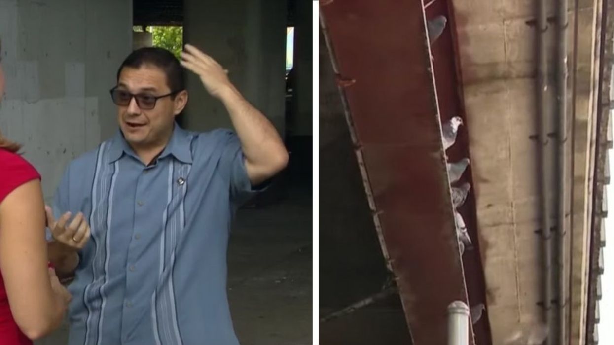 Pigeon Poops On Illinois Lawmaker's Head During Interview About Chronic Pigeon Poop Problem