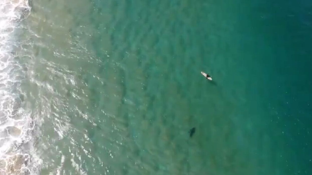 Surfer Saved From Potential Shark Attack Thanks To Drone Operator's Warning