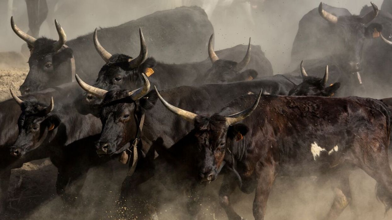 Massive Blaze Causes Firefighter To Dodge Semen Explosions At Bull Artificial Insemination Facility