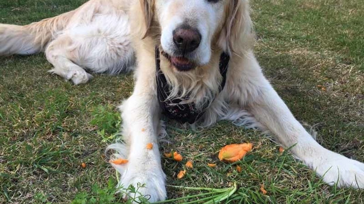 Dog Turns Vegetarian After Chowing Down On BBQ Remains Left Him Needing Surgery