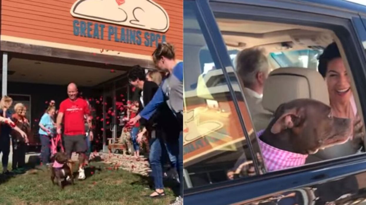 Depressed Dog Who Waited 400 Days To Be Adopted Gets Emotional Send-Off From Shelter