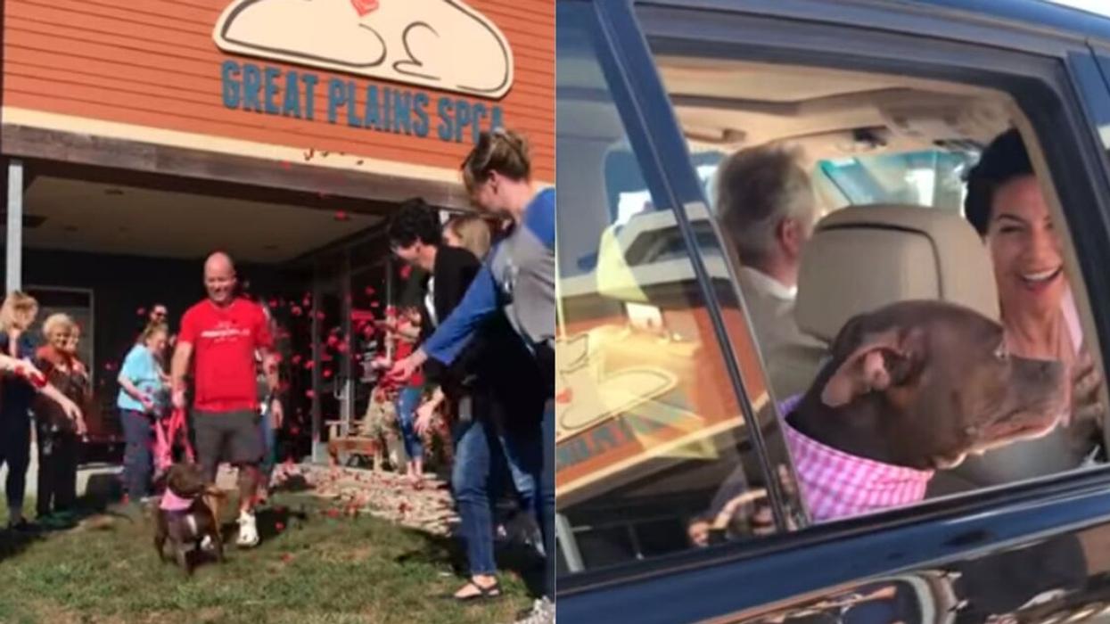 Depressed Dog Who Waited 400 Days To Be Adopted Gets Emotional Send-Off From Shelter