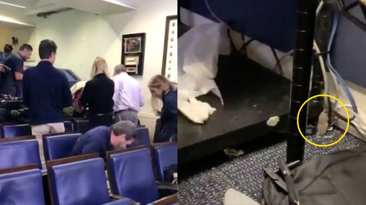 Reporters Give Chase After Mouse Falls From White House Ceiling Onto NBC Journalist's Lap
