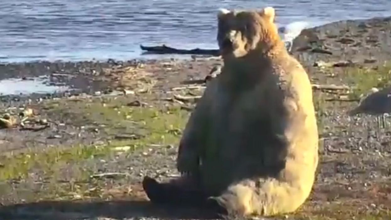 Wildlife Photographer Captures Iconic Image Of Bear Who Is Next-Level Chunky