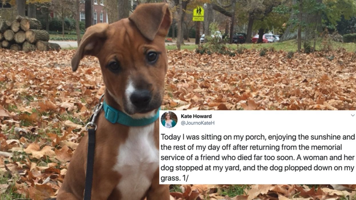 Woman's Emotional Foster Dog Reunion Story Is Serendipity At Its Finest