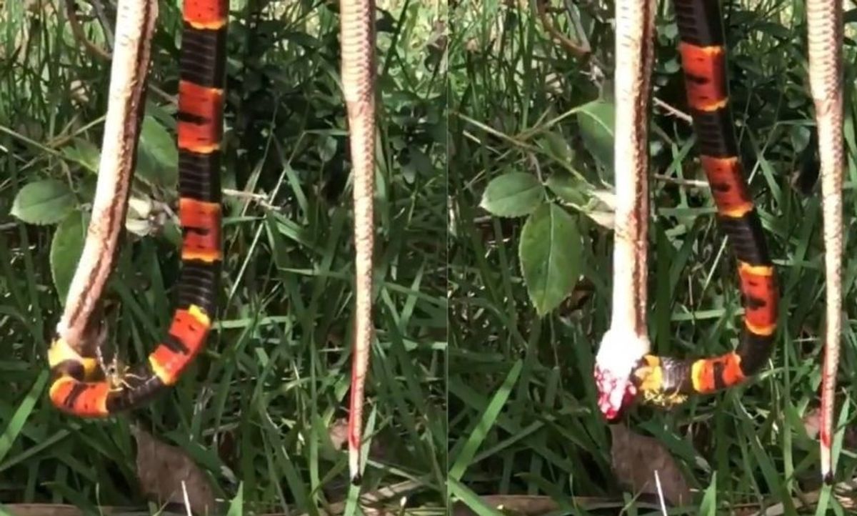 Video Of Snake Getting Stung By Angry Wasp As It Eats Another Snake Is Peak Florida