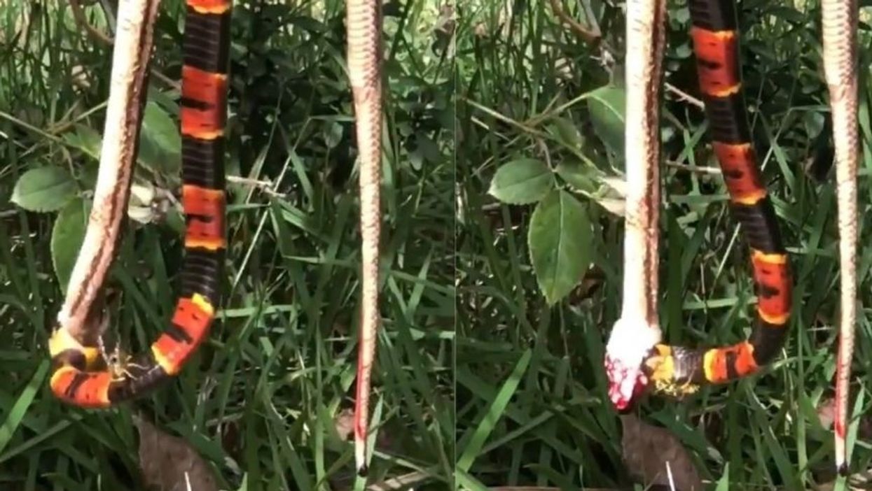 Video Of Snake Getting Stung By Angry Wasp As It Eats Another Snake Is Peak Florida