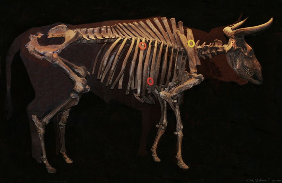 Got Milk? How About from an Extinct Gigantic Cow?