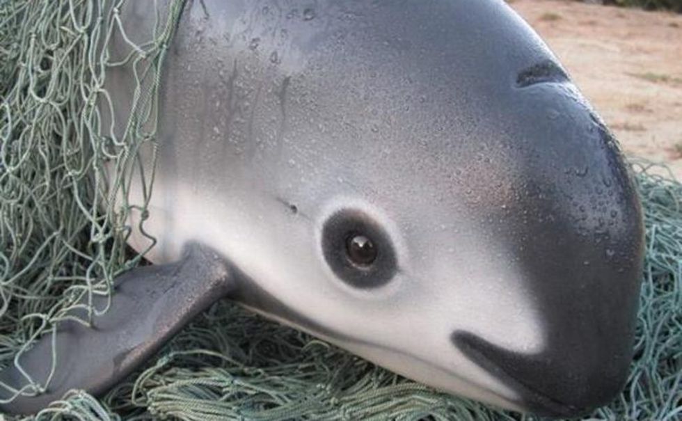 These Shy “Pandas of the Sea” May All Be Dead by Next Year