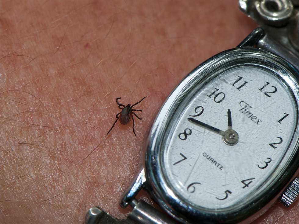 France's Plan To Combat Lyme Disease Puts The U.S. To Shame