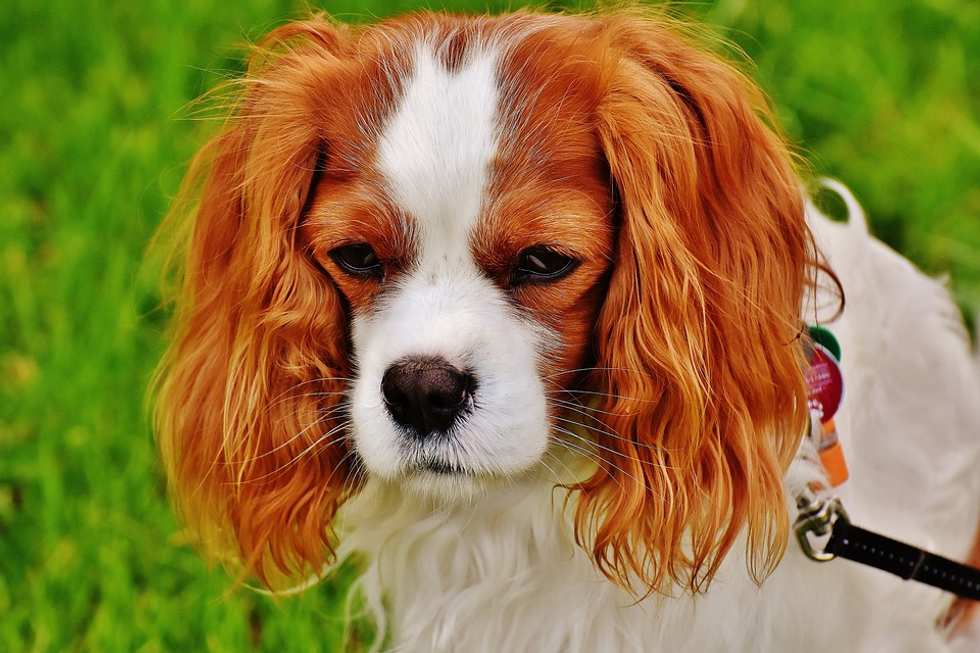 Yes, Your Dog Is Trying to Communicate with You