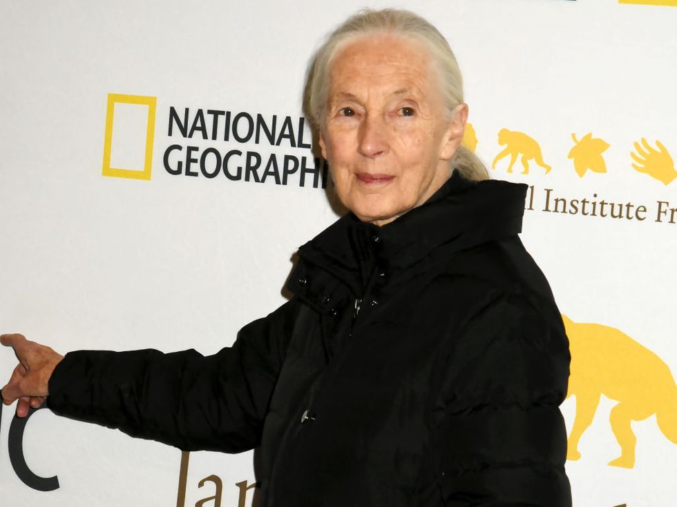 Jane Goodall Just Weighed in on Trump's Decision to Drill for Oil in the Arctic