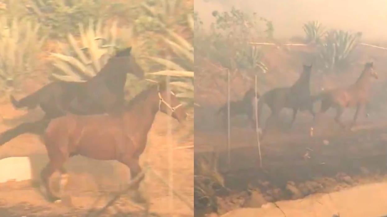 Brave Horse Runs Back Towards Fast-Moving California Wildfire To Save Its Family In Emotional Video