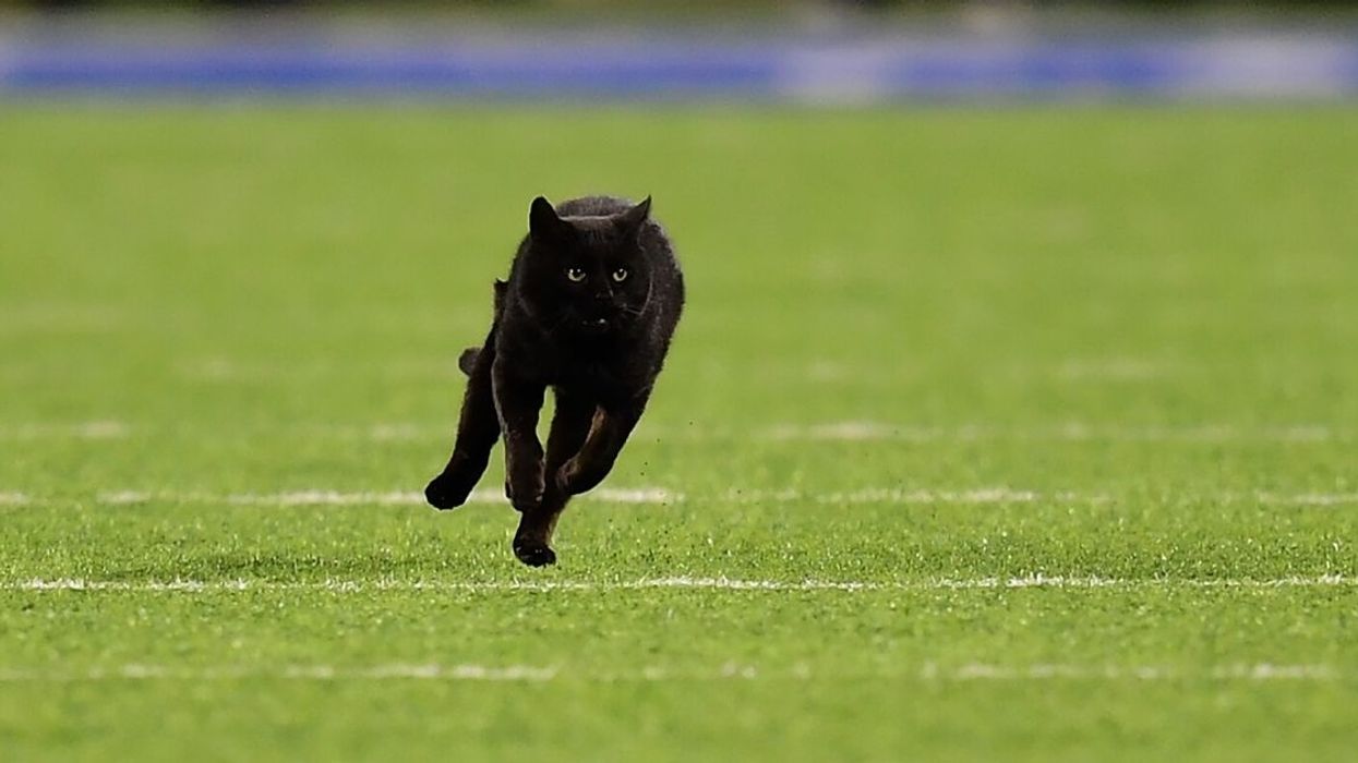 Black Cat Who Went Viral After Storming Field During Game Inspires Fake Documentary