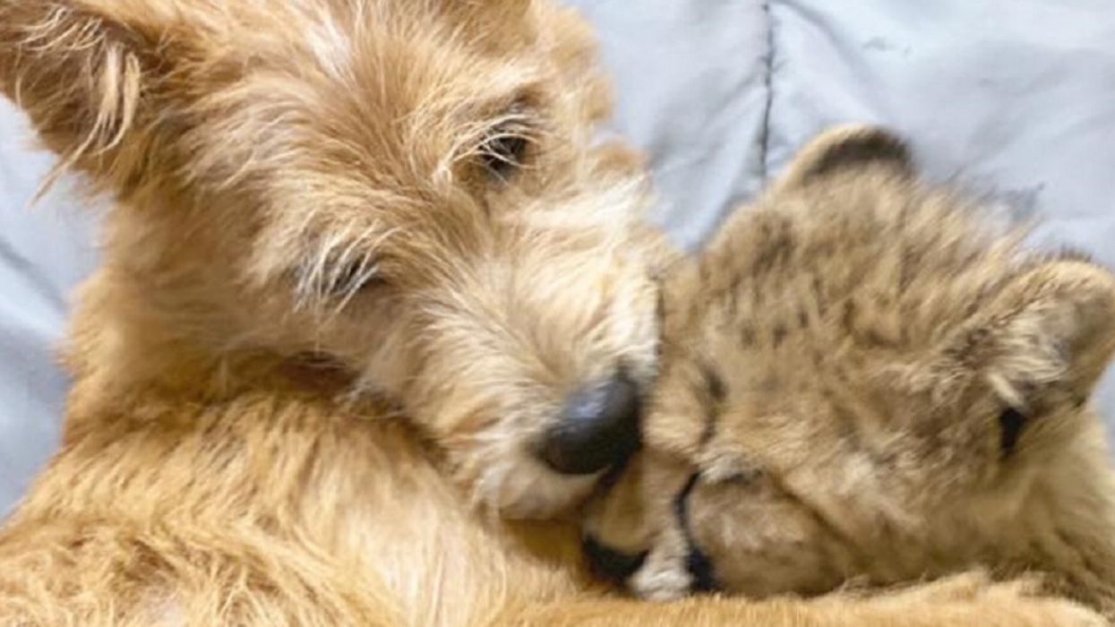 Zoo Explains Story Behind Puppy And Cheetah Cub's Bond After Video Of Their Friendship Goes Viral