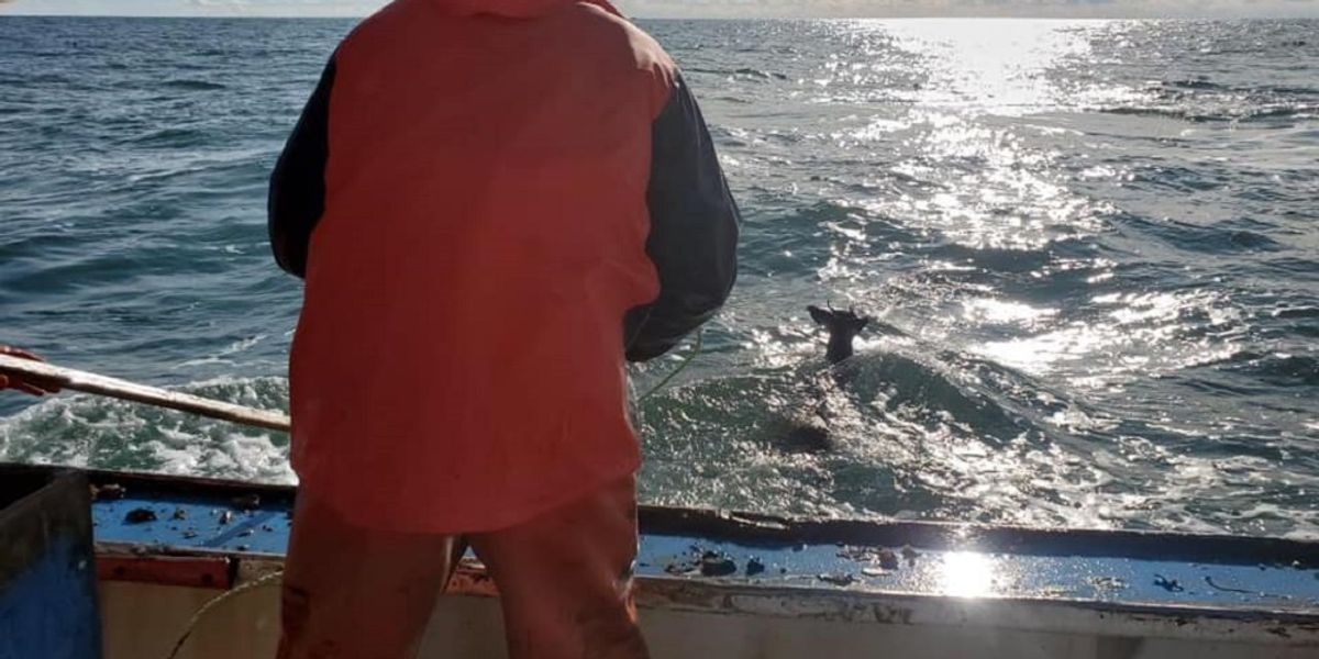 Lobstermen Rescue Deer That Had Somehow Drifted 'Five Miles Out To Sea'