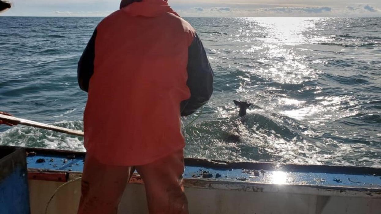 Lobstermen Rescue Deer That Had Somehow Drifted 'Five Miles Out To Sea'