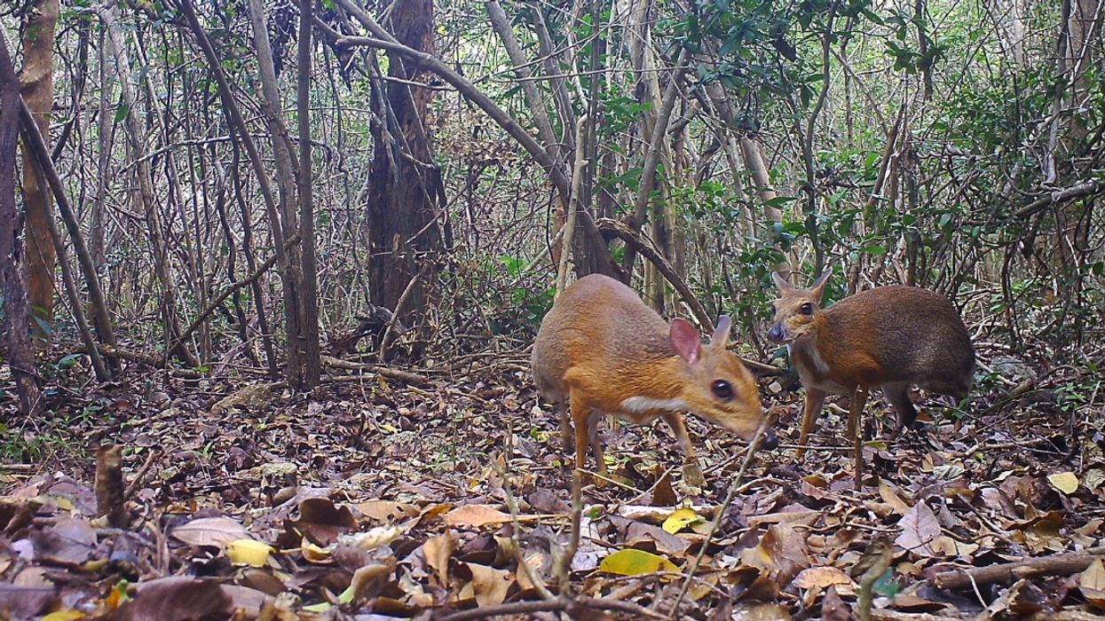 Tiny Fanged 'Mouse-Deer' Thought To Have Gone Extinct Spotted In Vietnam For First Time In Nearly 30 Years