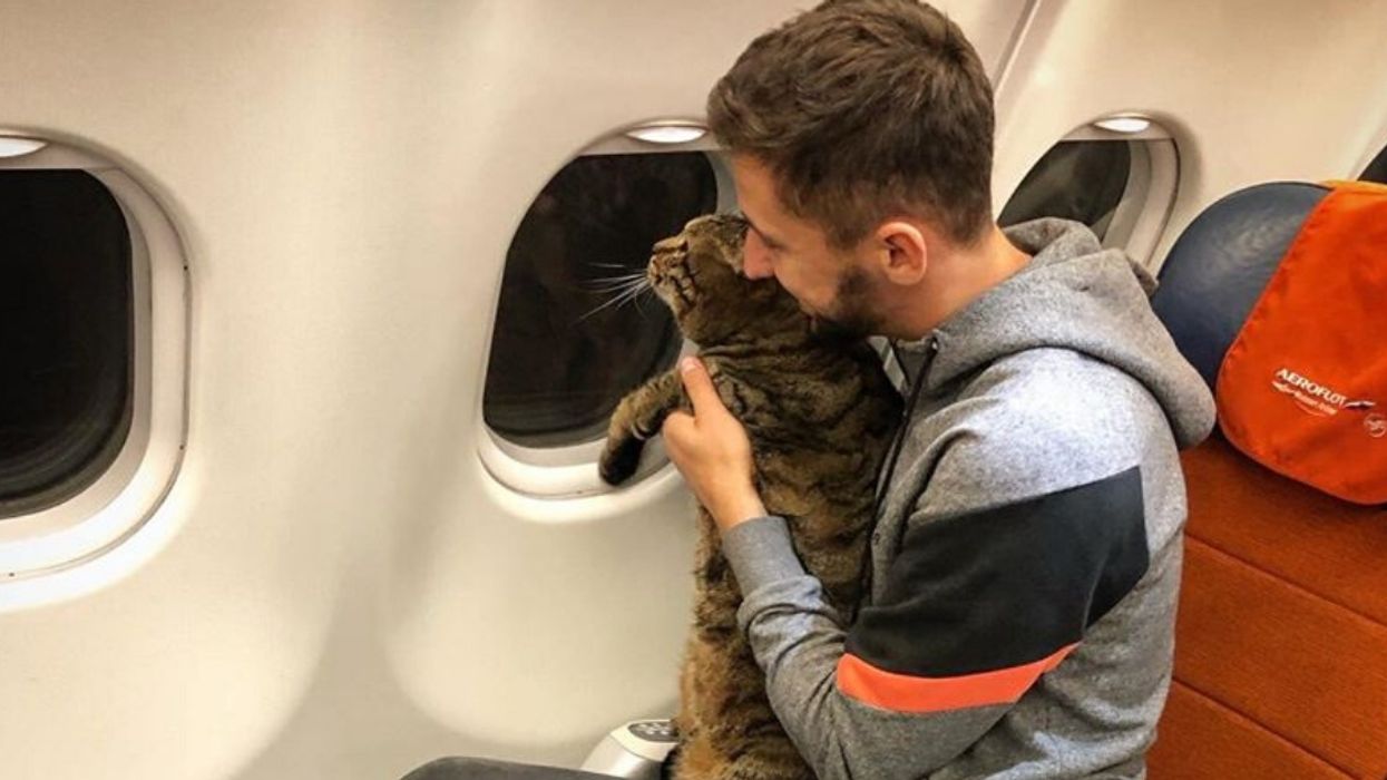 Passenger Loses Nearly 400,000 Miles From Airline's Program After Smuggling His Overweight Cat Onto Flight