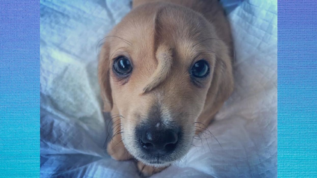 The Internet Is Obsessed With This Puppy Named Narwhal Who Has A Tail Growing Out Of His Forehead