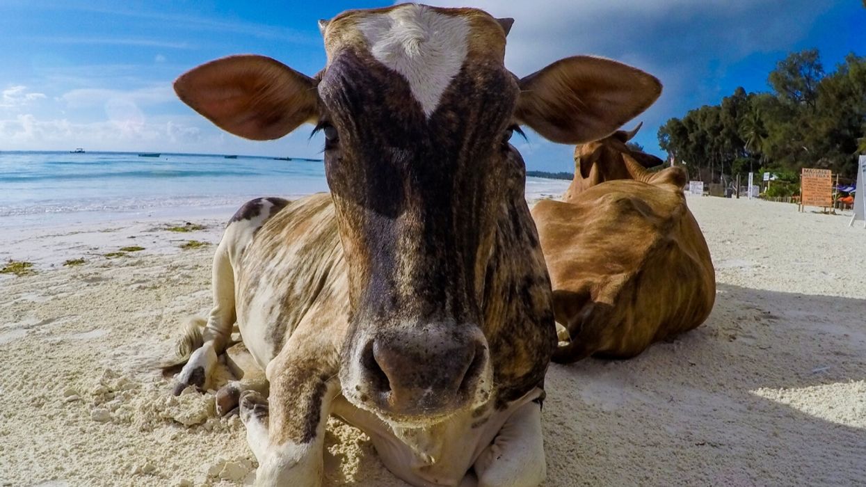 Three Cows Thought To Be Lost To Hurricane Dorian Found Alive On Island Four Miles Off Coast Of North Carolina