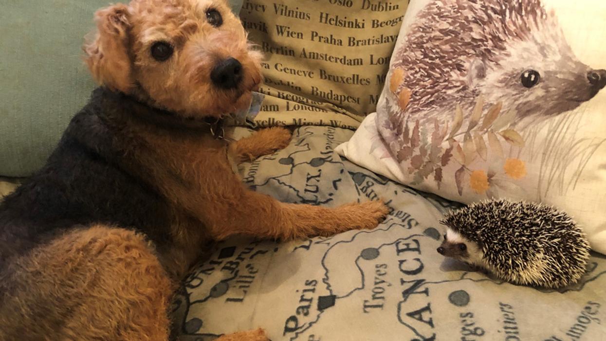 Rescue Dog And Tiny Hedgehog Form Unlikely Friendship To The Delight Of Instagram Fans
