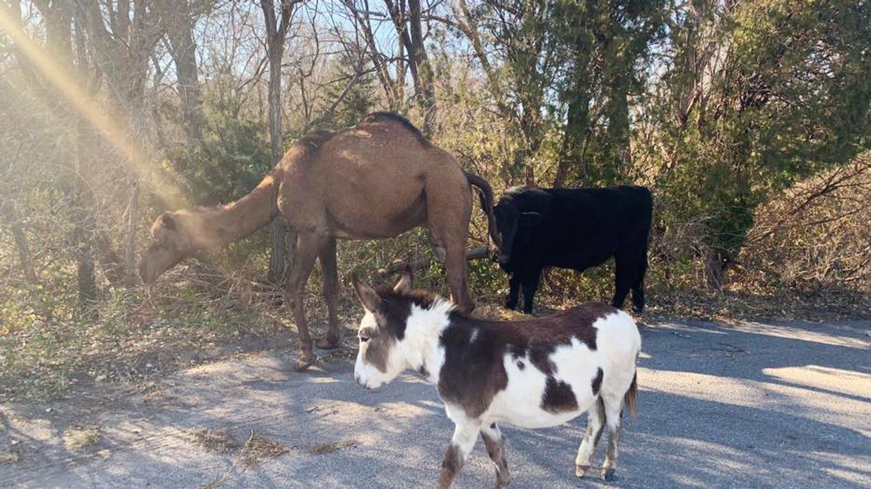 Camel, Cow, And Donkey Found Roaming The Street Together In Kansas