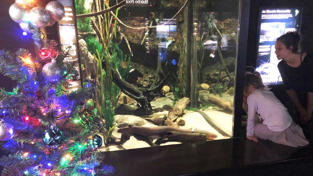 Tennessee Aquarium's Christmas Lights Display Is 'Powered By Electric Eel'