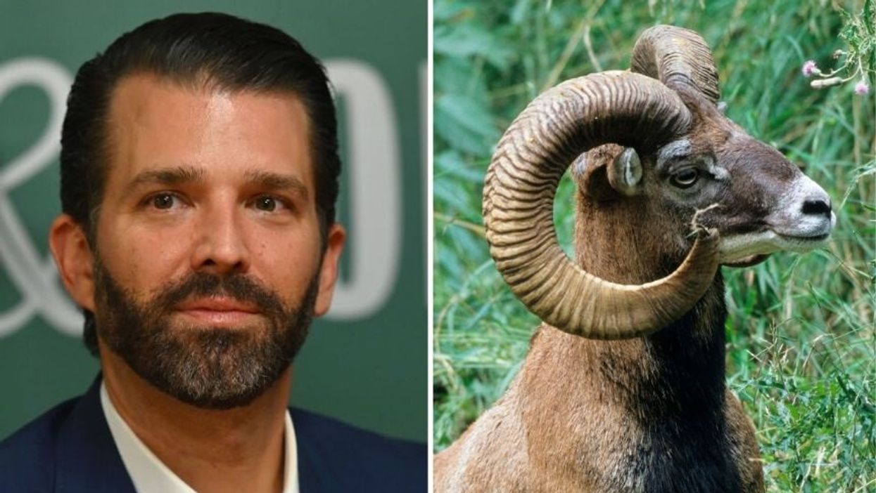 Don Jr. Got a Retroactive Permit from Mongolian Officials After Killing a Near-Endangered Sheep on a Recent Hunting Trip