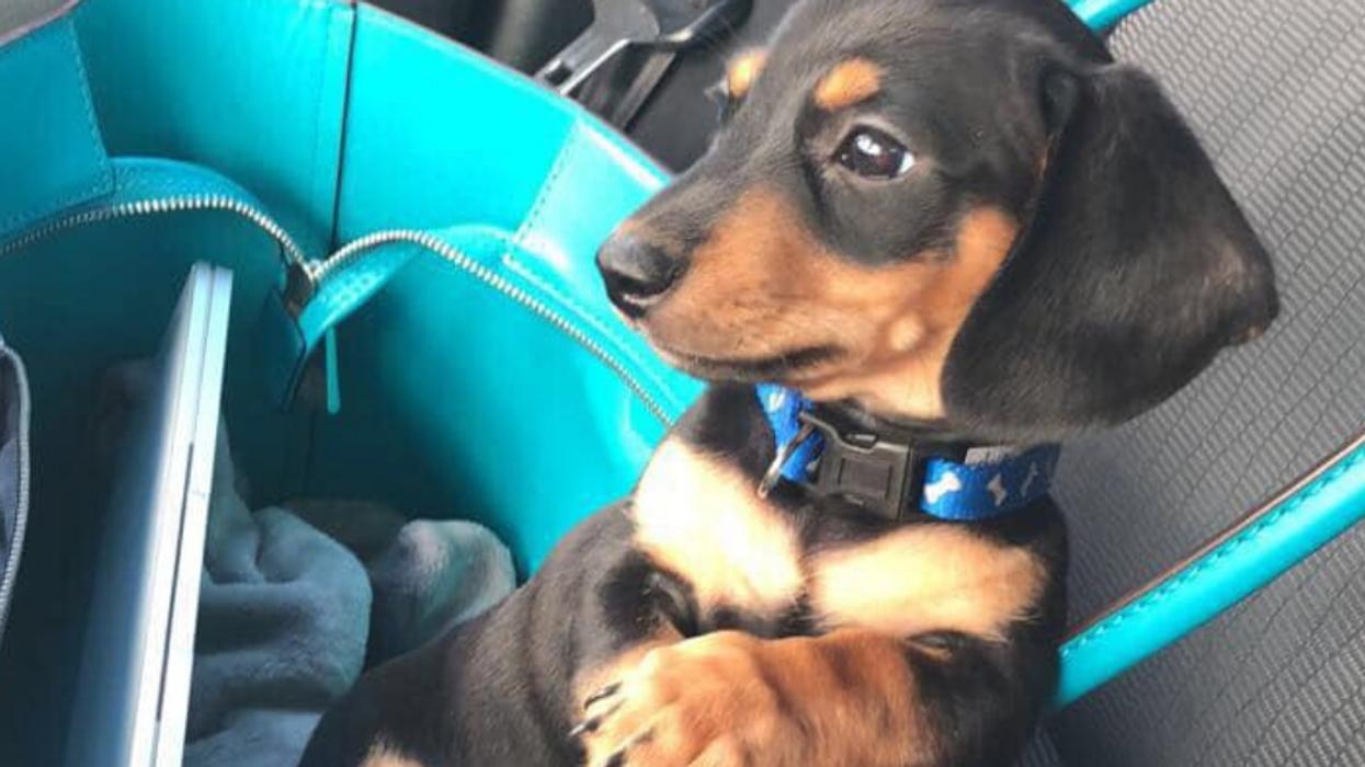 Utah Family Devastated After Vet Euthanizes The Wrong Dog In Fatal Mix-Up