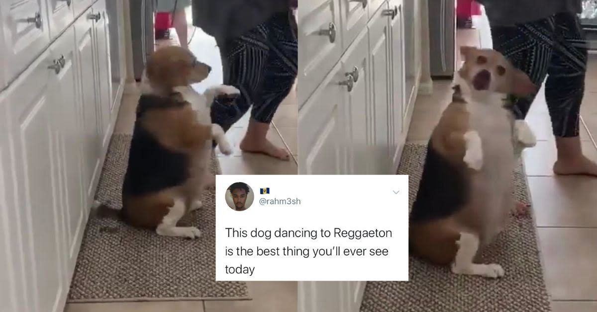 People Are Smitten With This Video Of A Dog Getting Down To Some Reggae Music