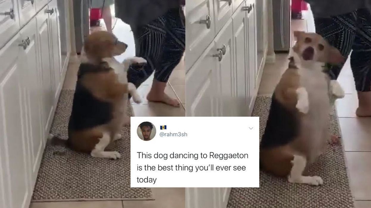 People Are Smitten With This Video Of A Dog Getting Down To Some Reggae Music