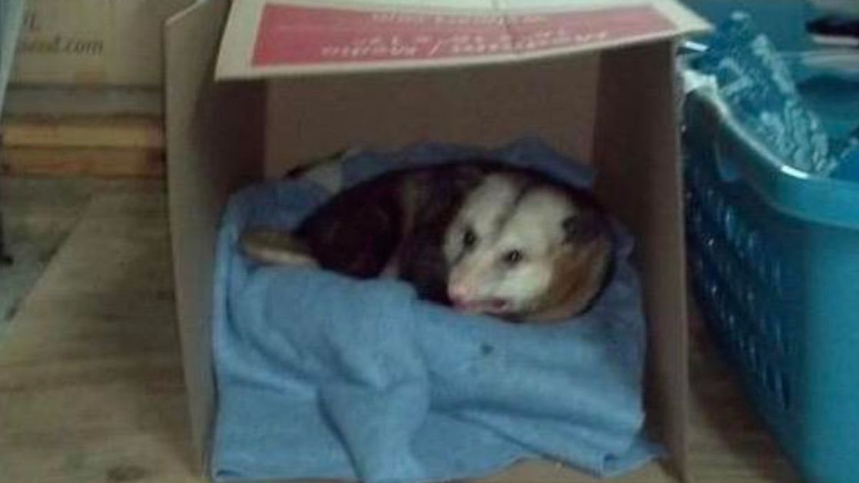 Person's Viral Story About An Opossum Named Hank That Lives In Their Aunt's Garage Has The Internet Obsessed