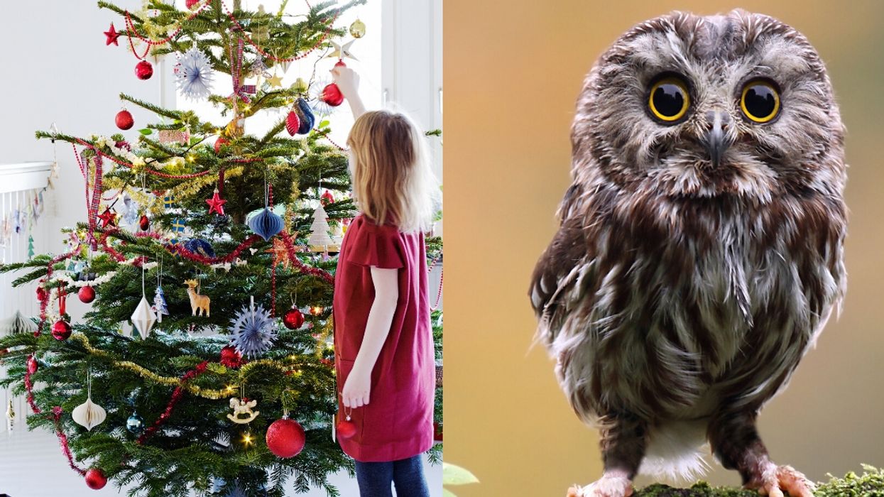 Young Georgia Girl Is Given A Fright After Finding A Live Owl Living In Her Christmas Tree