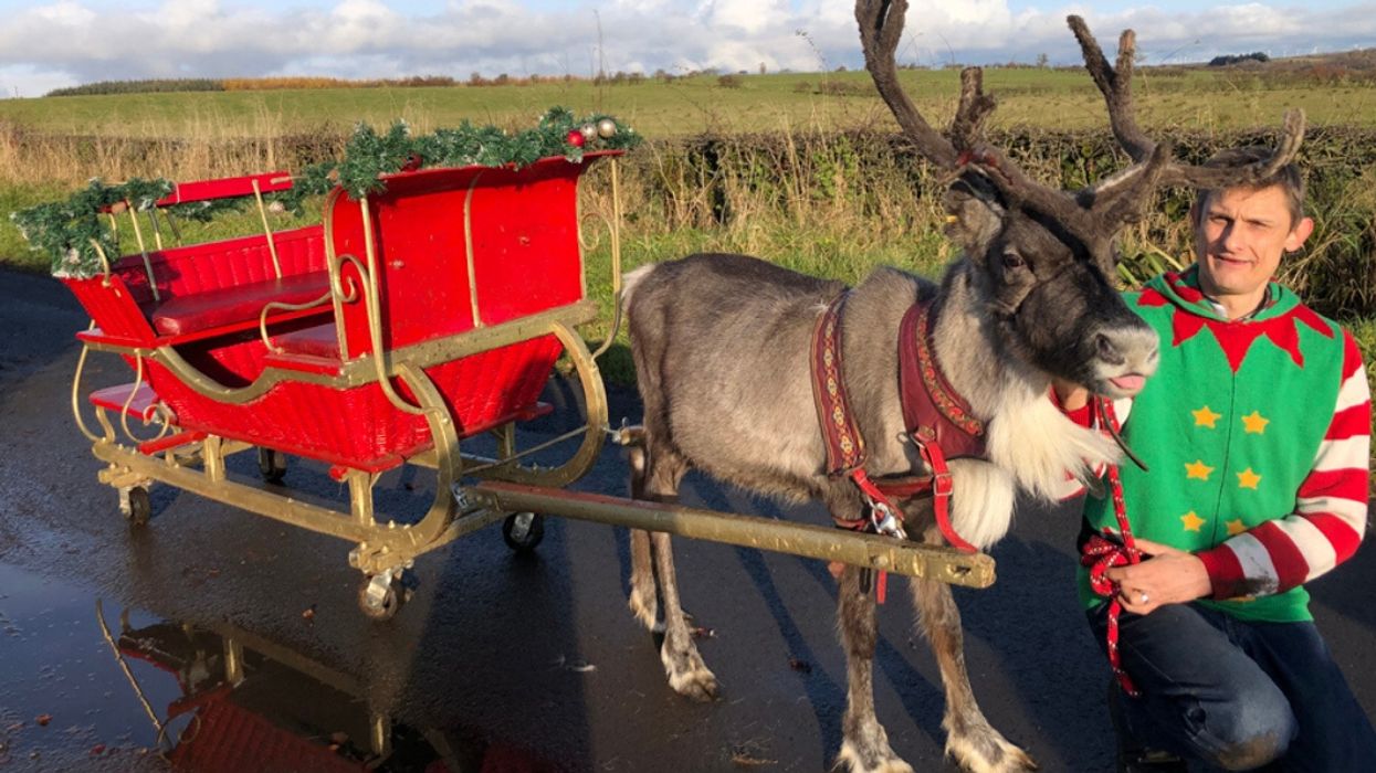 Injured Reindeer Who Was Saved From Being Put Down By Physiotherapy Is Now Pulling His First Sleigh