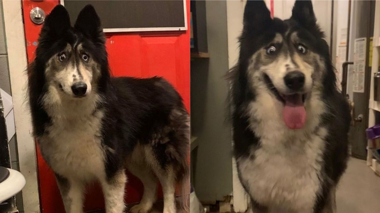 Husky Rejected By Breeder For Having 'Weird' Eyes Gets Adopted After Viral Plea To Find A Family To Love Her