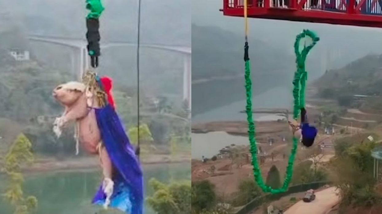 Chinese Amusement Park Ignites Anger From Animal Rights Activists Over Pig Bungee Jumping Stunt