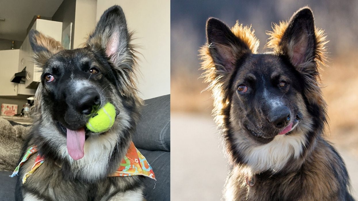 Dog Who Was Left With A 'Wonky' Face After Being Attacked By His Mom As A Puppy Finds A New Home