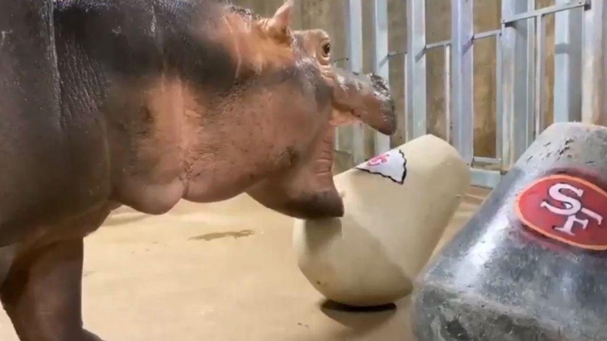 Fiona The Hippo Predicted The Kansas City Chiefs To Win This Year's Super Bowl–By Vomiting On Them