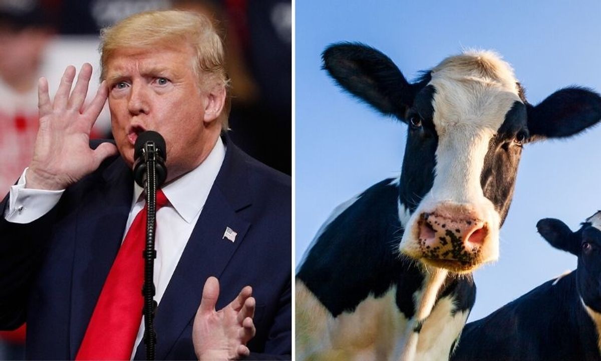 Trump Tells Iowans That Climate Change Activists Want To 'Kill Our Cows', Threatens That 'You're Next' In Bizarre Rally Speech